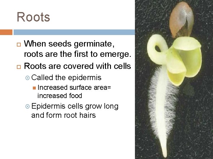 Roots When seeds germinate, roots are the first to emerge. Roots are covered with