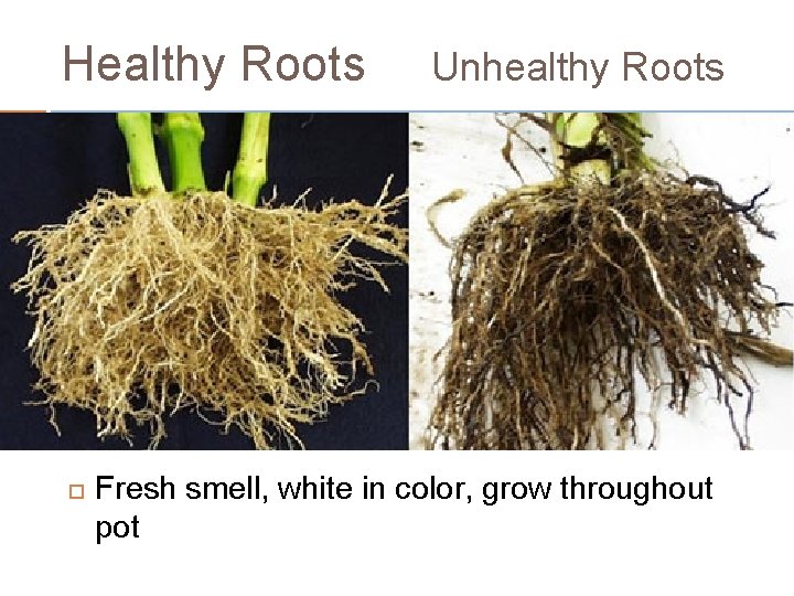 Healthy Roots Unhealthy Roots Fresh smell, white in color, grow throughout pot 