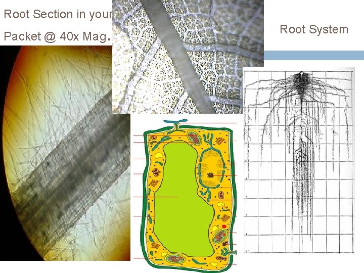 Root Section in your Packet @ 40 x Mag . Root System 