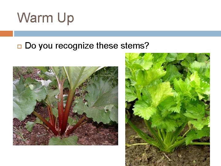 Warm Up Do you recognize these stems? 