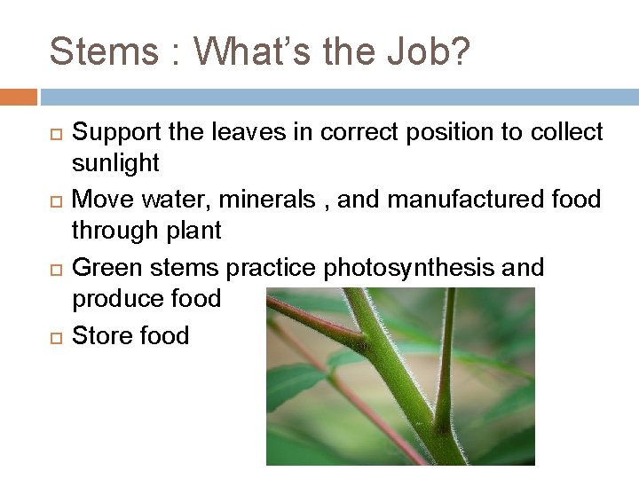 Stems : What’s the Job? Support the leaves in correct position to collect sunlight