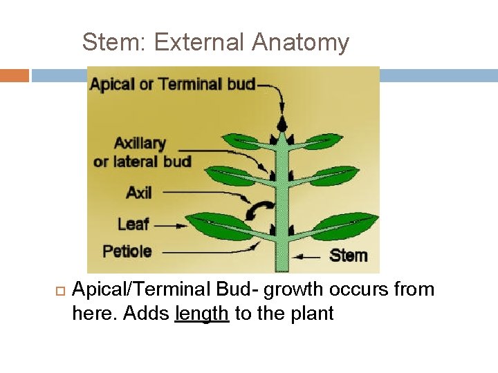 Stem: External Anatomy Apical/Terminal Bud- growth occurs from here. Adds length to the plant