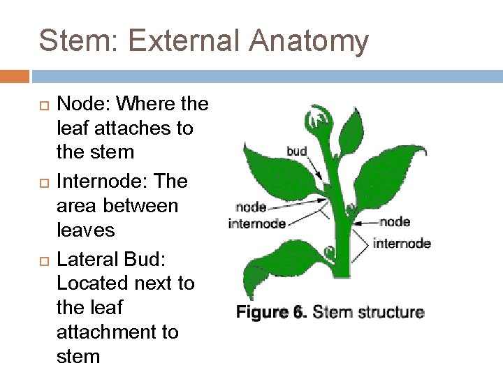 Stem: External Anatomy Node: Where the leaf attaches to the stem Internode: The area