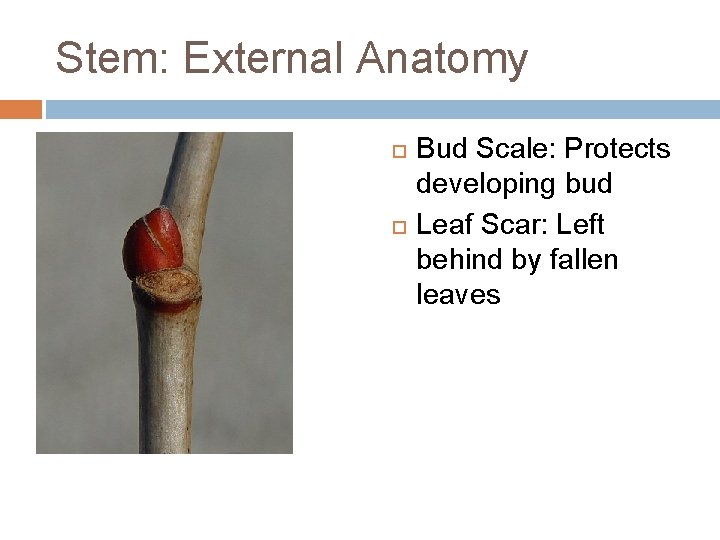Stem: External Anatomy Bud Scale: Protects developing bud Leaf Scar: Left behind by fallen