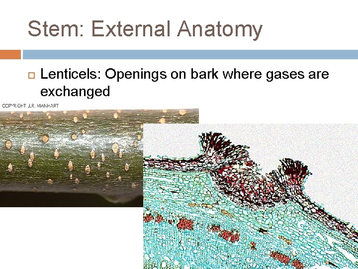 Stem: External Anatomy Lenticels: Openings on bark where gases are exchanged 