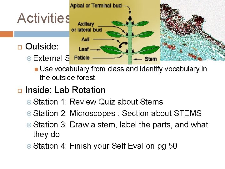 Activities: Outside: External Stem Anatomy Search Use vocabulary from class and identify vocabulary in
