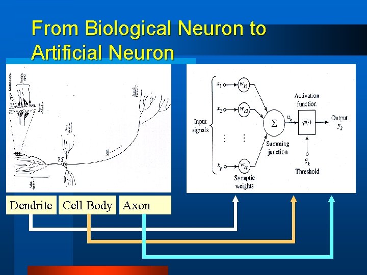 From Biological Neuron to Artificial Neuron Dendrite Cell Body Axon 