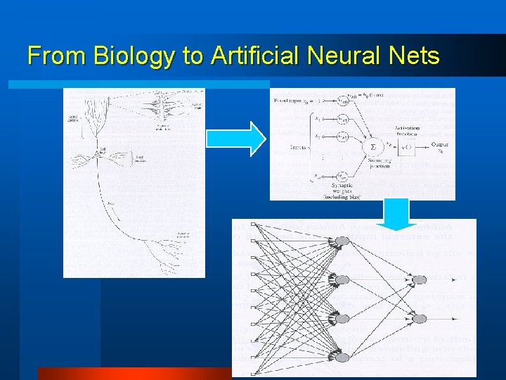 From Biology to Artificial Neural Nets 