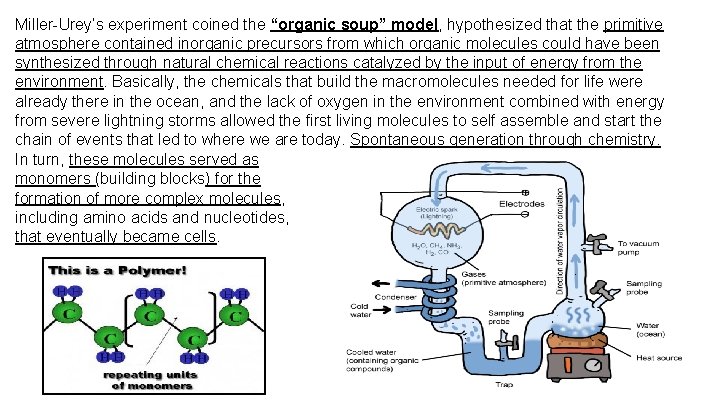 Miller-Urey’s experiment coined the “organic soup” model, hypothesized that the primitive atmosphere contained inorganic Miller-Urey’s experiment coined the “organic soup” model, hypothesized that the primitive atmosphere contained inorganic