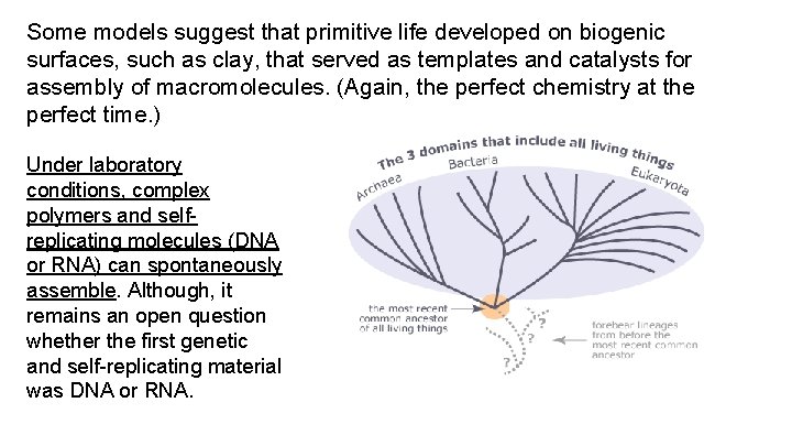 Some models suggest that primitive life developed on biogenic surfaces, such as clay, that Some models suggest that primitive life developed on biogenic surfaces, such as clay, that