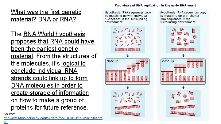 What was the first genetic material? DNA or RNA? The RNA World hypothesis proposes What was the first genetic material? DNA or RNA? The RNA World hypothesis proposes