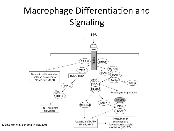 Macrophage Differentiation and Signaling LPS Medvedev et al. J Endotoxin Res. 2006 