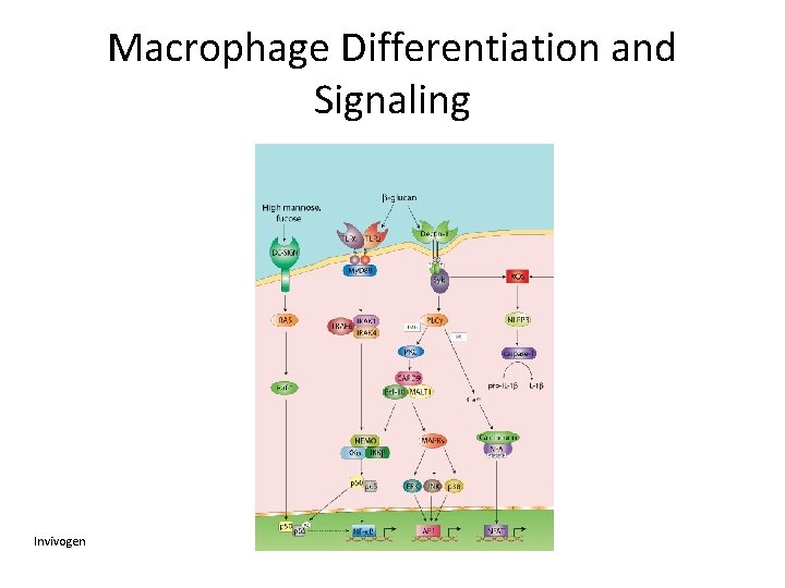 Macrophage Differentiation and Signaling Invivogen 