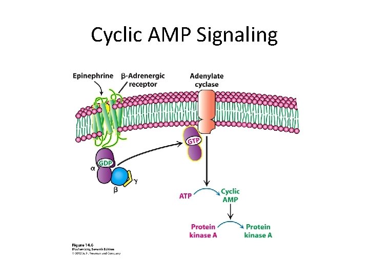 Cyclic AMP Signaling 