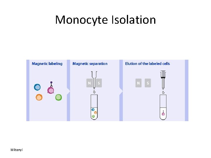 Monocyte Isolation Miltenyi 