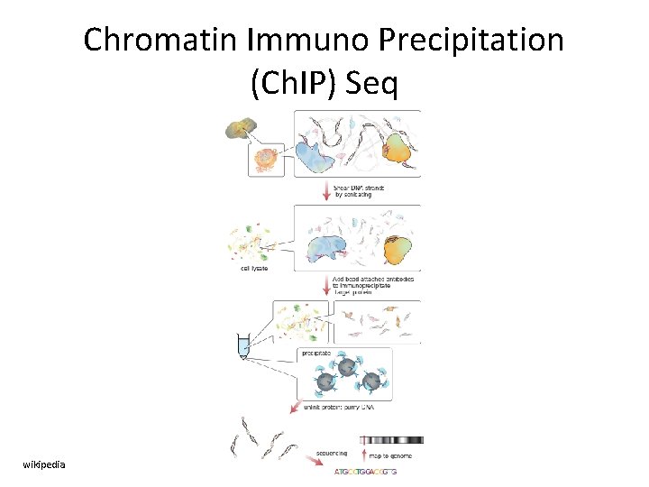 Chromatin Immuno Precipitation (Ch. IP) Seq wikipedia 