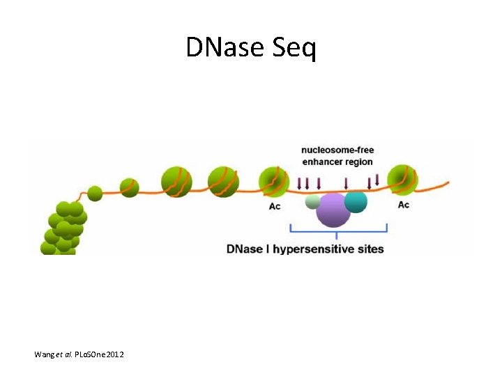 DNase Seq Wang et al. PLo. SOne 2012 