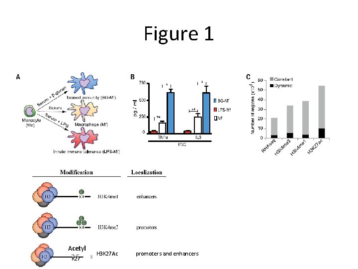 Figure 1 Acetyl K 27 H 3 K 27 Ac promoters and enhancers 