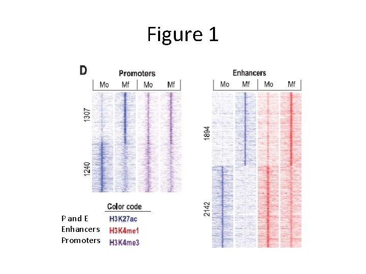 Figure 1 P and E Enhancers Promoters 
