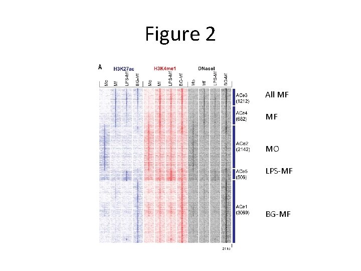 Figure 2 All MF MF MO LPS-MF BG-MF 
