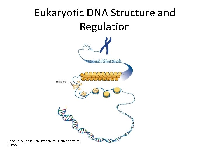 Eukaryotic DNA Structure and Regulation Genome, Smithsonian National Musuem of Natural History 