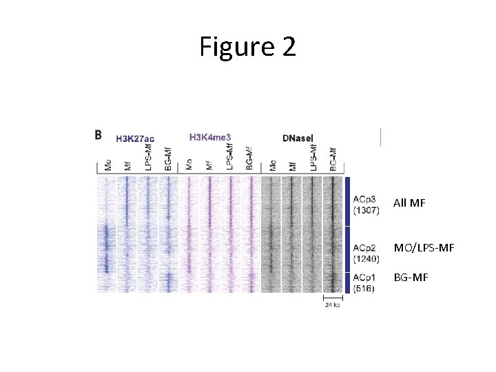 Figure 2 All MF MO/LPS-MF BG-MF 