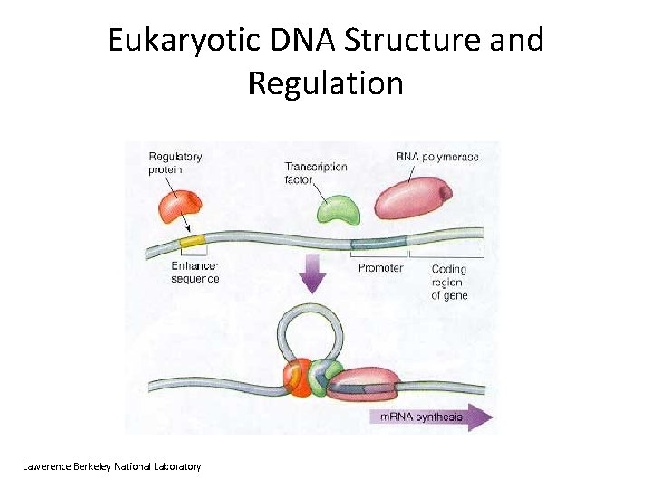 Eukaryotic DNA Structure and Regulation Lawerence Berkeley National Laboratory 