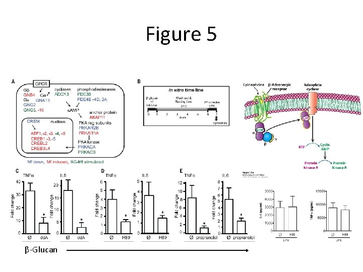 Figure 5 β-Glucan 