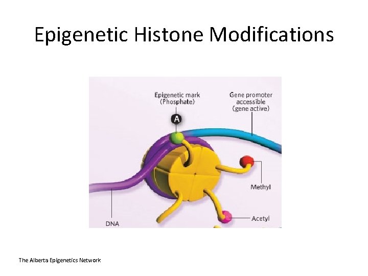 Epigenetic Histone Modifications The Alberta Epigenetics Network 