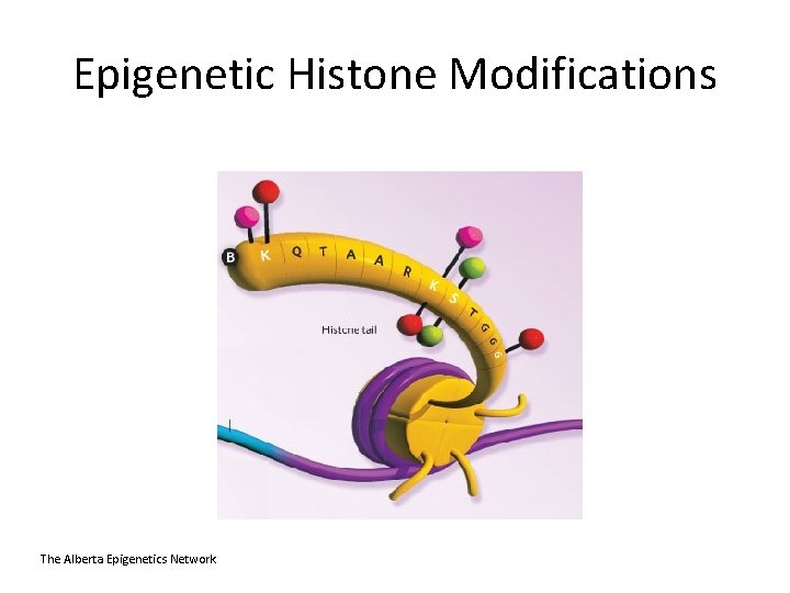 Epigenetic Histone Modifications The Alberta Epigenetics Network 