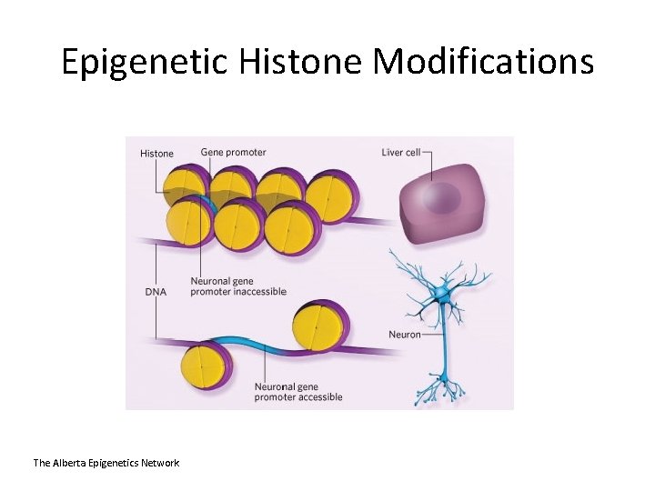 Epigenetic Histone Modifications The Alberta Epigenetics Network 