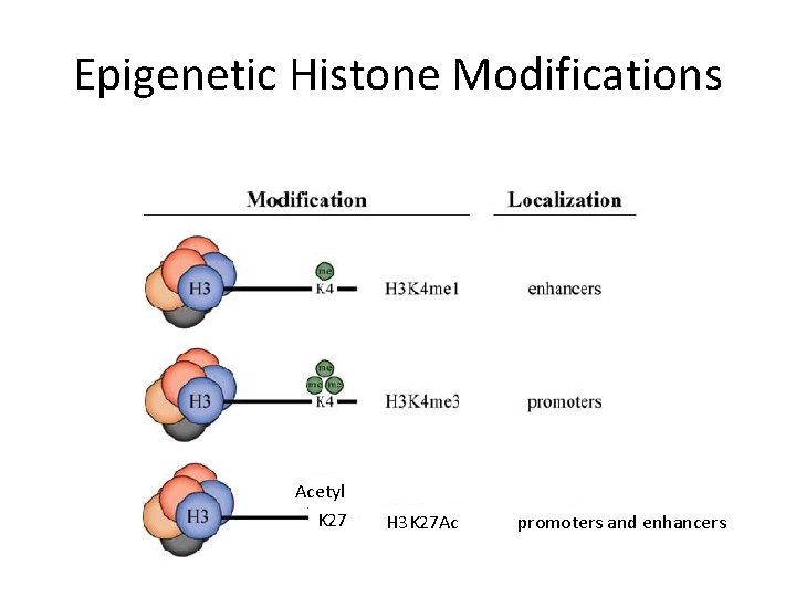 Epigenetic Histone Modifications Acetyl K 27 H 3 K 27 Ac promoters and enhancers