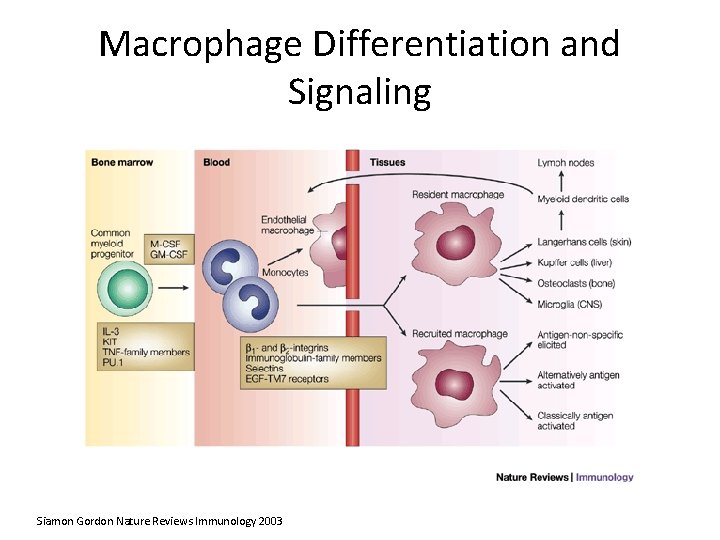 Macrophage Differentiation and Signaling Siamon Gordon Nature Reviews Immunology 2003 
