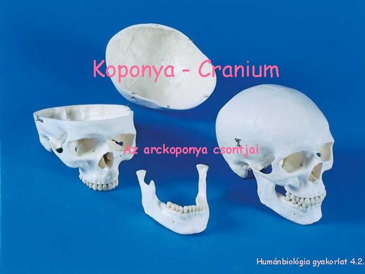 Koponya - Cranium Az arckoponya csontjai Humánbiológia gyakorlat 4. 2. 