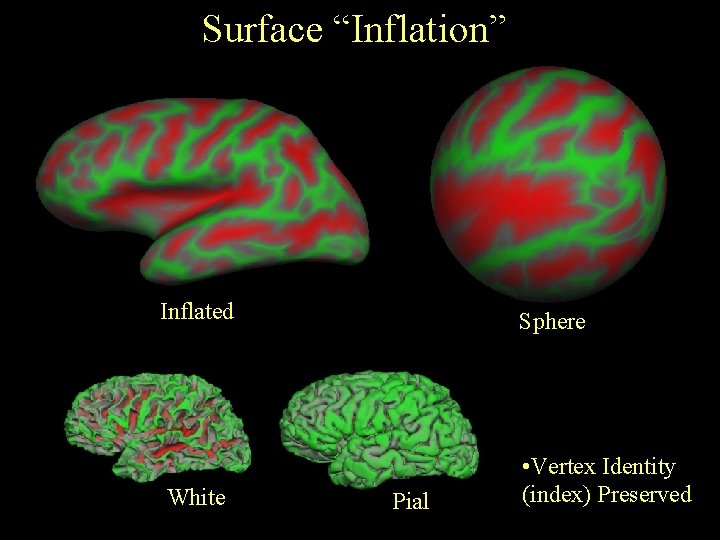 Surface “Inflation” Inflated Sphere White • Vertex Identity (index) Preserved Pial 