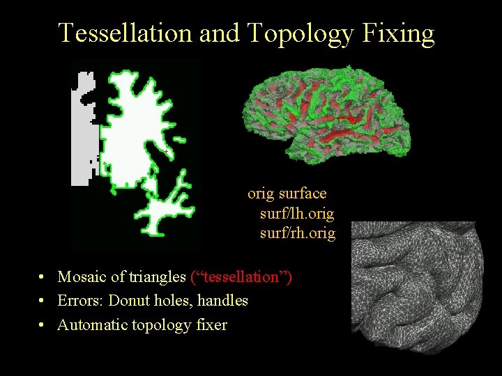 Tessellation and Topology Fixing orig surface surf/lh. orig surf/rh. orig • Mosaic of triangles