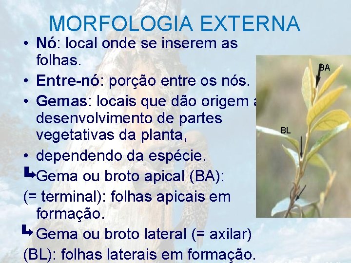 MORFOLOGIA EXTERNA • Nó: local onde se inserem as folhas. • Entre-nó: porção entre