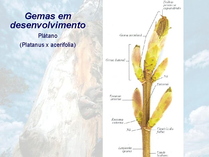 Gemas em desenvolvimento Plátano (Platanus x acerifolia) 
