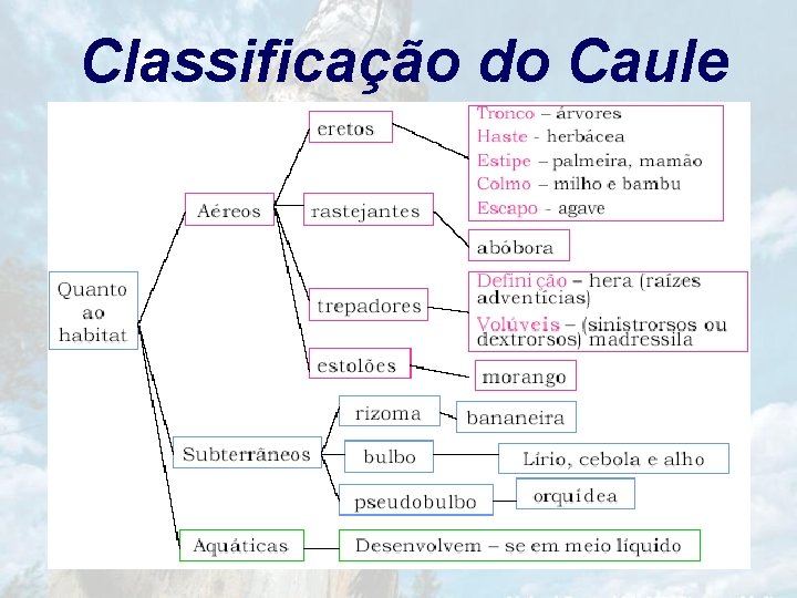 Classificação do Caule 