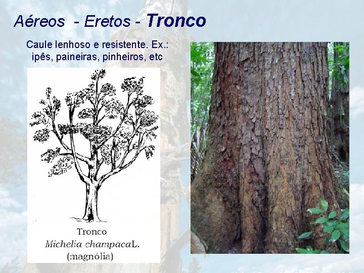 Aéreos - Eretos - Tronco Caule lenhoso e resistente. Ex. : ipês, paineiras, pinheiros,