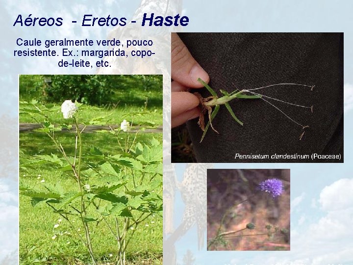 Aéreos - Eretos - Haste Caule geralmente verde, pouco resistente. Ex. : margarida, copode-leite,