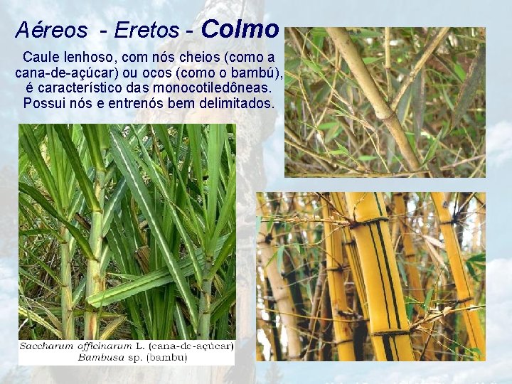 Aéreos - Eretos - Colmo Caule lenhoso, com nós cheios (como a cana-de-açúcar) ou