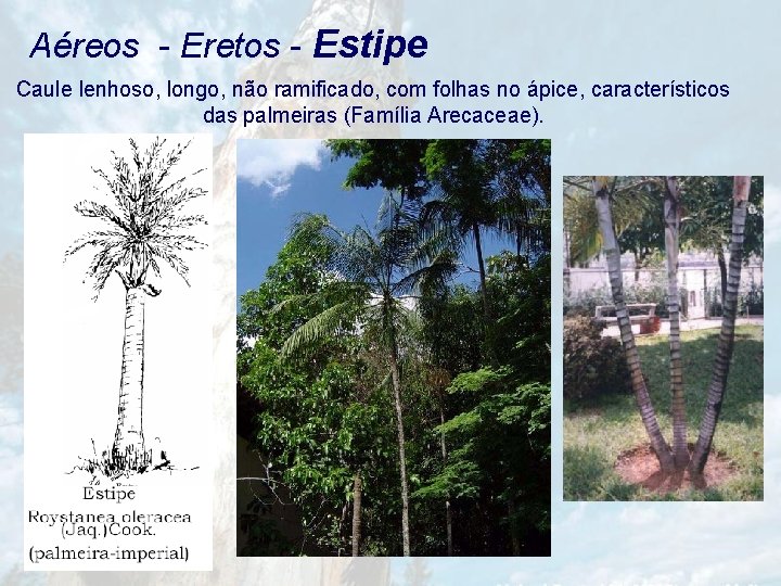 Aéreos - Eretos - Estipe Caule lenhoso, longo, não ramificado, com folhas no ápice,