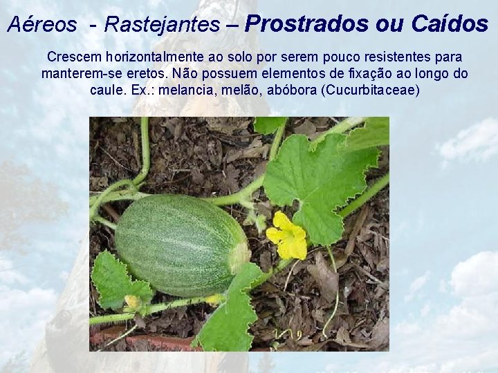 Aéreos - Rastejantes – Prostrados ou Caídos Crescem horizontalmente ao solo por serem pouco