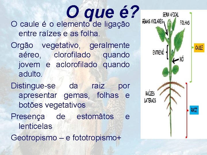 O que é? O caule é o elemento de ligação entre raízes e as