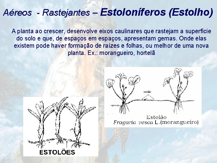 Aéreos - Rastejantes – Estoloníferos (Estolho) A planta ao crescer, desenvolve eixos caulinares que