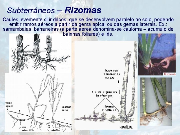 Subterrâneos – Rizomas Caules levemente cilíndricos, que se desenvolvem paralelo ao solo, podendo emitir