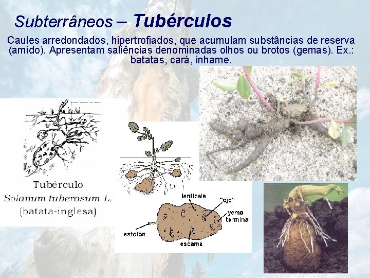 Subterrâneos – Tubérculos Caules arredondados, hipertrofiados, que acumulam substâncias de reserva (amido). Apresentam saliências