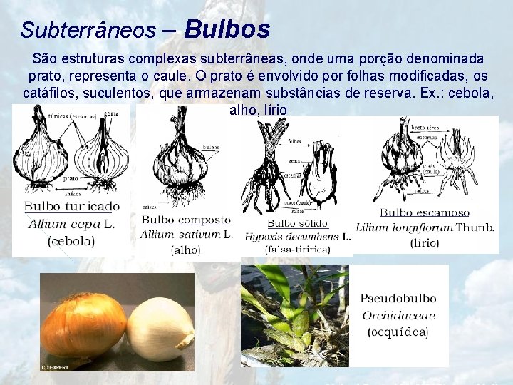 Subterrâneos – Bulbos São estruturas complexas subterrâneas, onde uma porção denominada prato, representa o