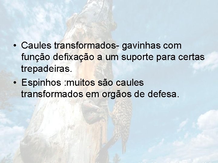  • Caules transformados- gavinhas com função defixação a um suporte para certas trepadeiras.